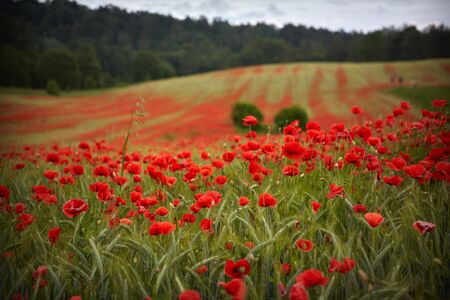 Red poppies field, summer colorful background. Meadow spring blooming grass. Summer garden sceneの写真素材