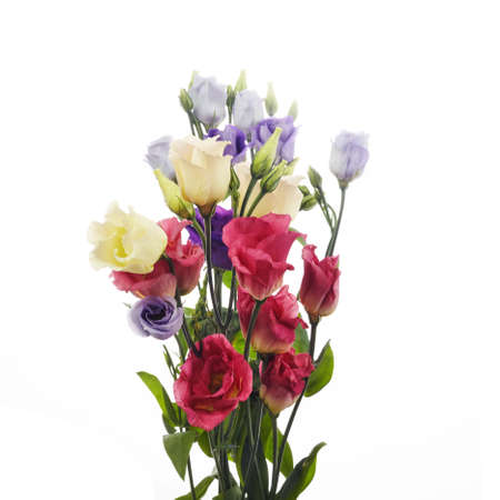 Beautiful eustoma flowers isolated on white background. Spring or summer background.の写真素材