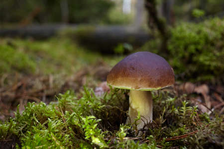 Beautiful Boletus edilus mushroom in forest. White Boletus mushroom in green moss.の写真素材