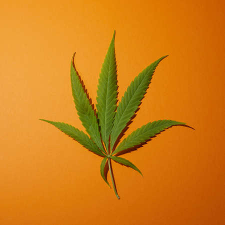 Canabbis leaves on orange background. Medical plantの写真素材