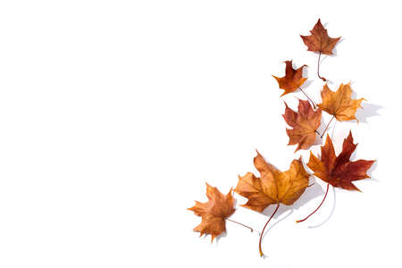 Autumn composition. Dried leaves on whitebackground. Top view. Flat lay.の写真素材