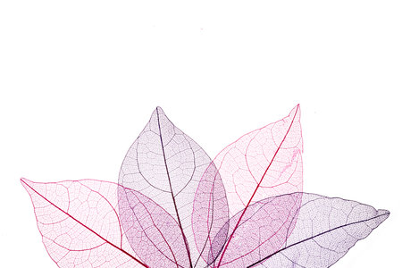 Transpatrent leaves arstract background. Top view, flat lay.