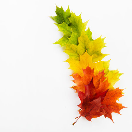 Autumn leaves rainbow color gradient. Autumn season change concept.