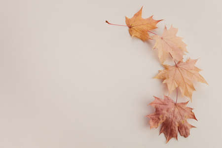 Autumn composition. Dried leaves on white background. Top view. Flat lay.の写真素材