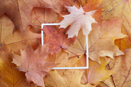 Creative layout made of autumn colorful leaves and white paper frame. Flat lay.の写真素材