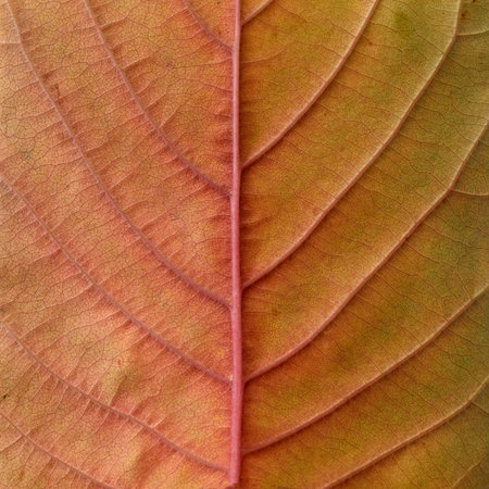 Autumn leaf macro, square shape frame. Flat lay