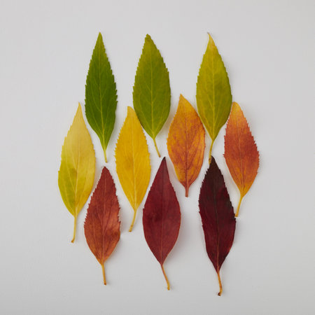 Autumn leaves rainbow color gradient. Autumn season change concept.