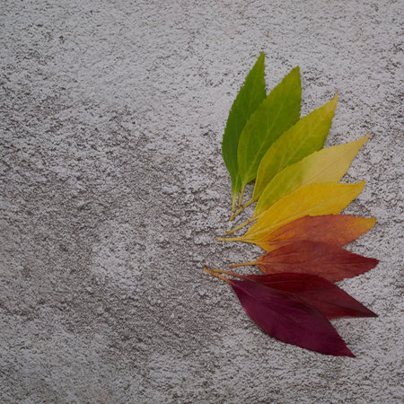 Autumn leaves rainbow color gradient. Autumn season change concept.