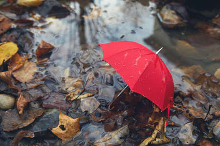 Red umbrella in a poddle with autumn fall leaves. Autumn conceptの写真素材