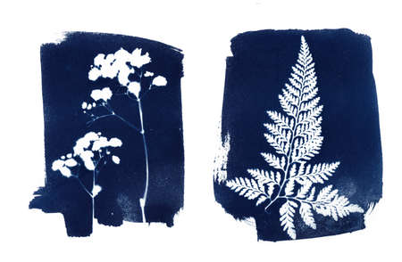 Sun printing, cyanotype process. Floral pattern on watercolor paper.の写真素材