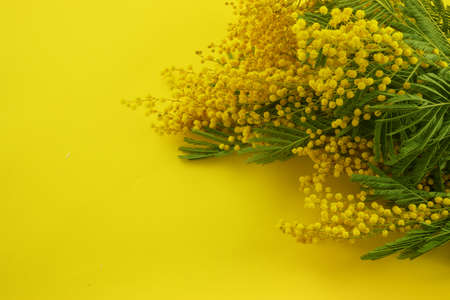 Mimose yellow spring flower brunch on yellow background. Top viewの写真素材