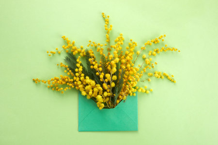 Brunch of yellow mimosa flower in envelop on green background. Flat lay, top view