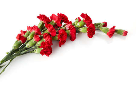 Beautiful red carnation flowers isolated on white backgroundの写真素材