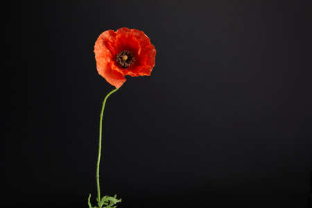 Vibrant red poppies on a black background. Memorial day.の写真素材