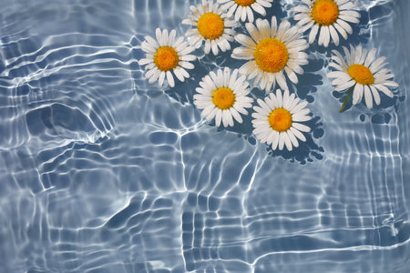 Daisy Flowers floating on Water. Sun and shadows. Minimal nature background.の写真素材