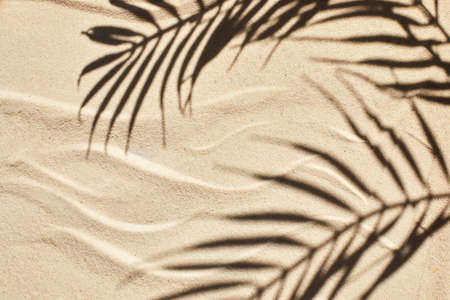 Sand texture. Sandy beach with palm shadow for product background. Top viewの写真素材