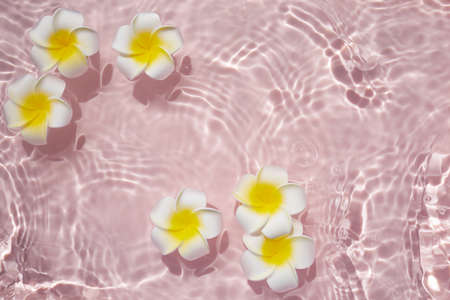 Top view Plumeria or frangipani on surface of pink water. Ripple of water and Shadow of flower.の写真素材