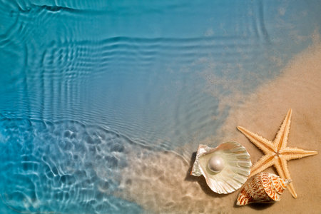 Starfish and seashell on summer beach in sea water. Summer background