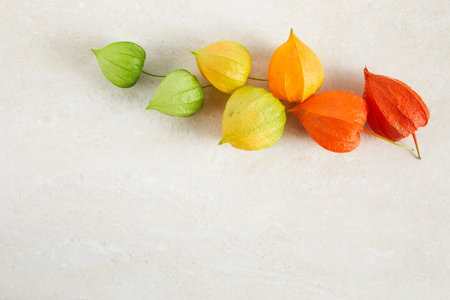 Rainbow colors chinese lantern plant on pastel backgroundの写真素材