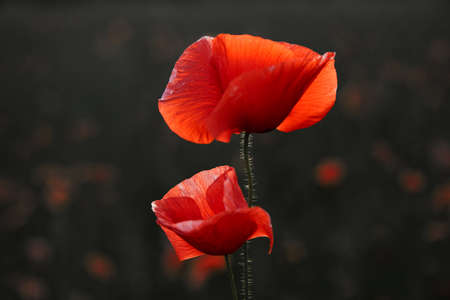Remembrance day poppy. Red poppies in a poppies field with desaturated backgroundの写真素材