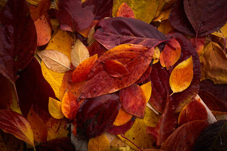 Multicolored autumn leaves background. Top view