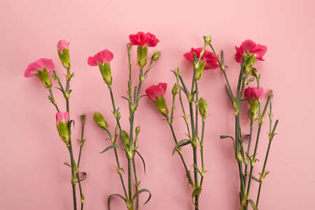 Bouquet of pink carnation flowers on pink background. Top viewの写真素材
