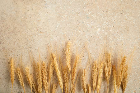 Happy Shavuot. Shavuot Jewish holiday and wheat.の写真素材
