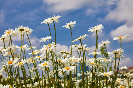 Flowers daisies in summer meadow and blue sky with white clouds.の写真素材