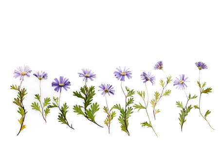 Pressed dried flower pattern isolated on white backgroundの写真素材