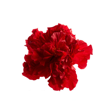 Double deep carmine, Hibiscus rosa-sinensis evergreen hibiscus Mrs George Davis isolated on white.の写真素材