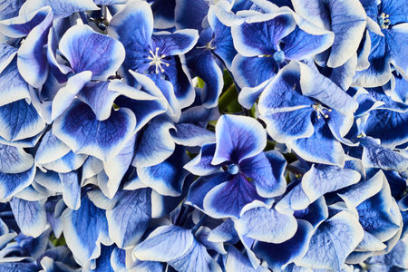 Blue Hydrangea or Hortensia flower close up backgroundの写真素材