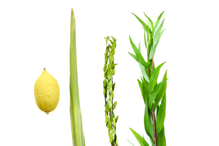 Jewish festival of Sukkot. Sukkot traditional symbols. Four species etrog, lulav, willow and myrtle.