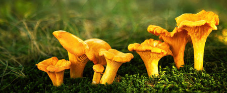 Chanterelle mushrooms in a forest. Edible mushrooms.の写真素材