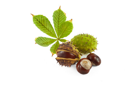 Chestnut with leaves. Isolated on white background.の写真素材