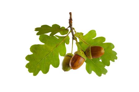 Acorns with oak leaf isolated on white backgroundの写真素材