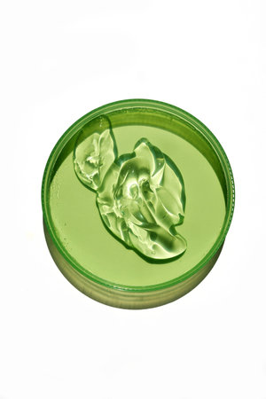 A vibrant green specimen displayed on a petri dish, isolated on white.の写真素材