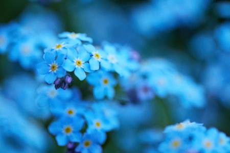 Close-up of blue forget-me-nots with soft bokeh backgroundの写真素材