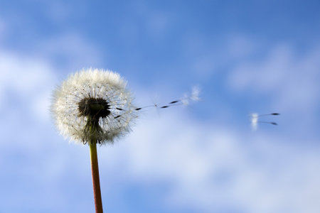 National Asthma and Allergy Awareness Month. Fluffy dandelions glow in rays of sunlight at sunset.の写真素材