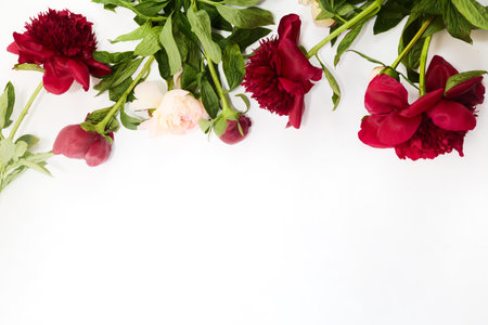 A beautiful corner border arrangement of red and pink peonies on a white background.の写真素材