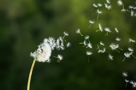 A dandelion dispersing its seeds into the air on a breeze.
