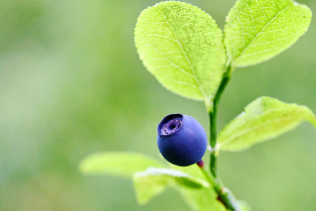 Single Blueberry on Branch against a vibrant green background.の写真素材