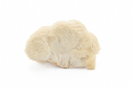 Fresh Lions Mane mushroom on white background.の写真素材