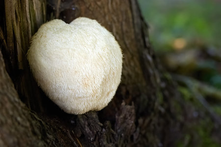 Lions Mane Mushroom growing on a tree trunk.