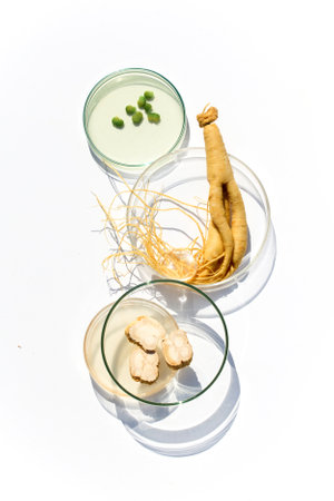 Ginseng Root and Liquid in petri dishの写真素材