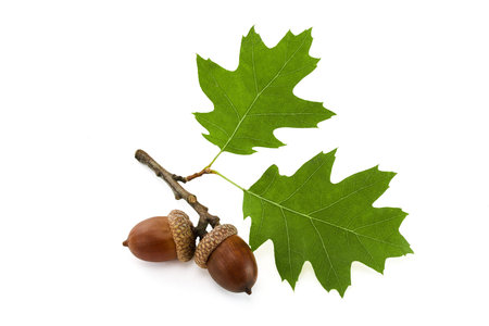 Two green oak leaves with acorns on a white background.