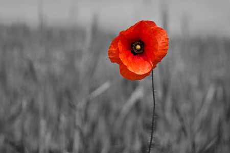 A solitary, vibrant red poppy stands out against a black and white blurred background in a field.の写真素材