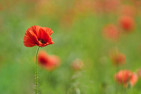 A single red poppy standing in a green field with blurred background.