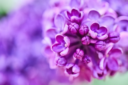 Lilac Blossoms in Soft Focusの写真素材