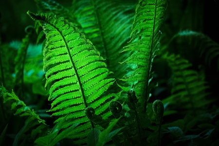 Midsummer Day background. Lush Green Ferns. Symbol of Litha, Ligo night. sacred plant.の写真素材