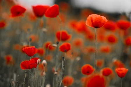 Red poppies in a poppies field. Remembrance or armistice day.